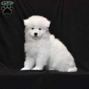 Abby, Samoyed Puppy